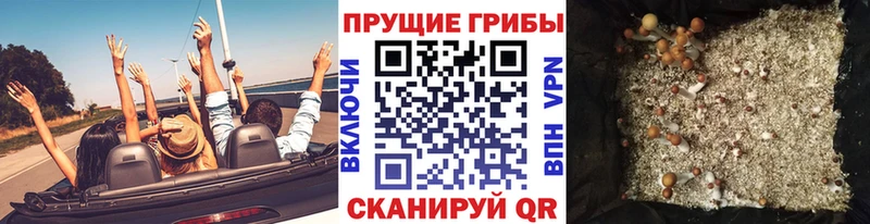 Галлюциногенные грибы Psilocybine cubensis  Людиново 